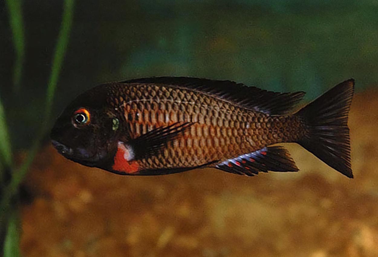 Tropheus sp. "red", Kiku