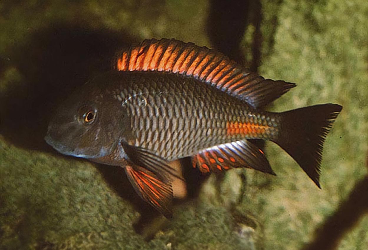 Tropheus sp. "red", Kipimbi