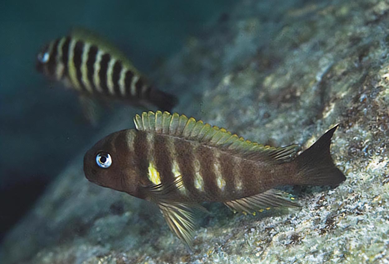 Tropheus brichardi, Ulwile