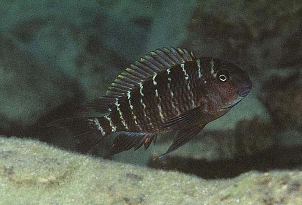 Tropheus annectens, Mtoto (hona)