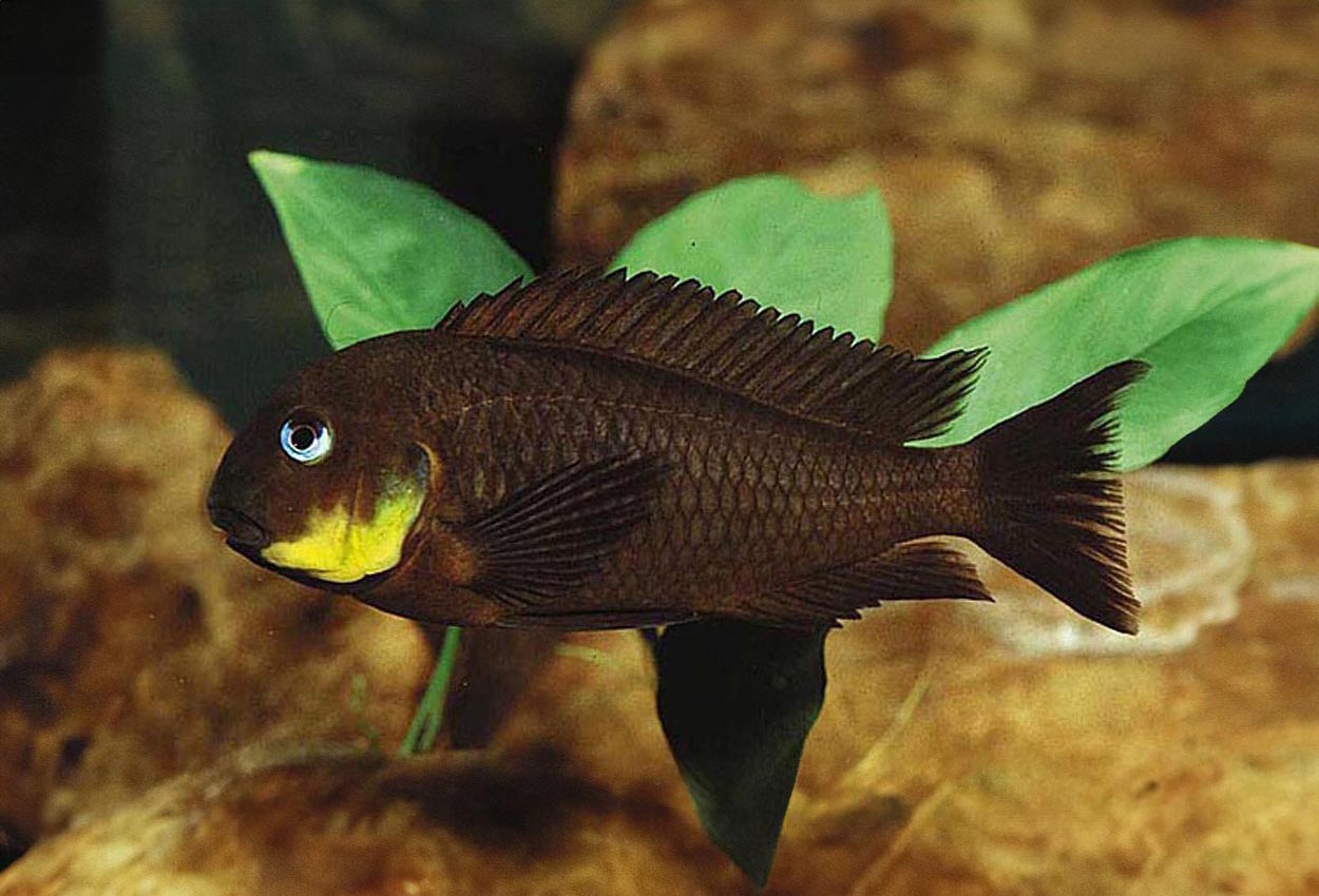 Tropheus sp. "mpimbwe", Korongwe