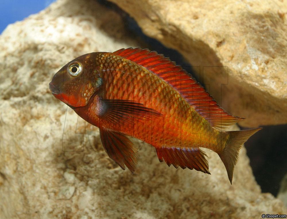 Tropheus sp. "red", Kachese