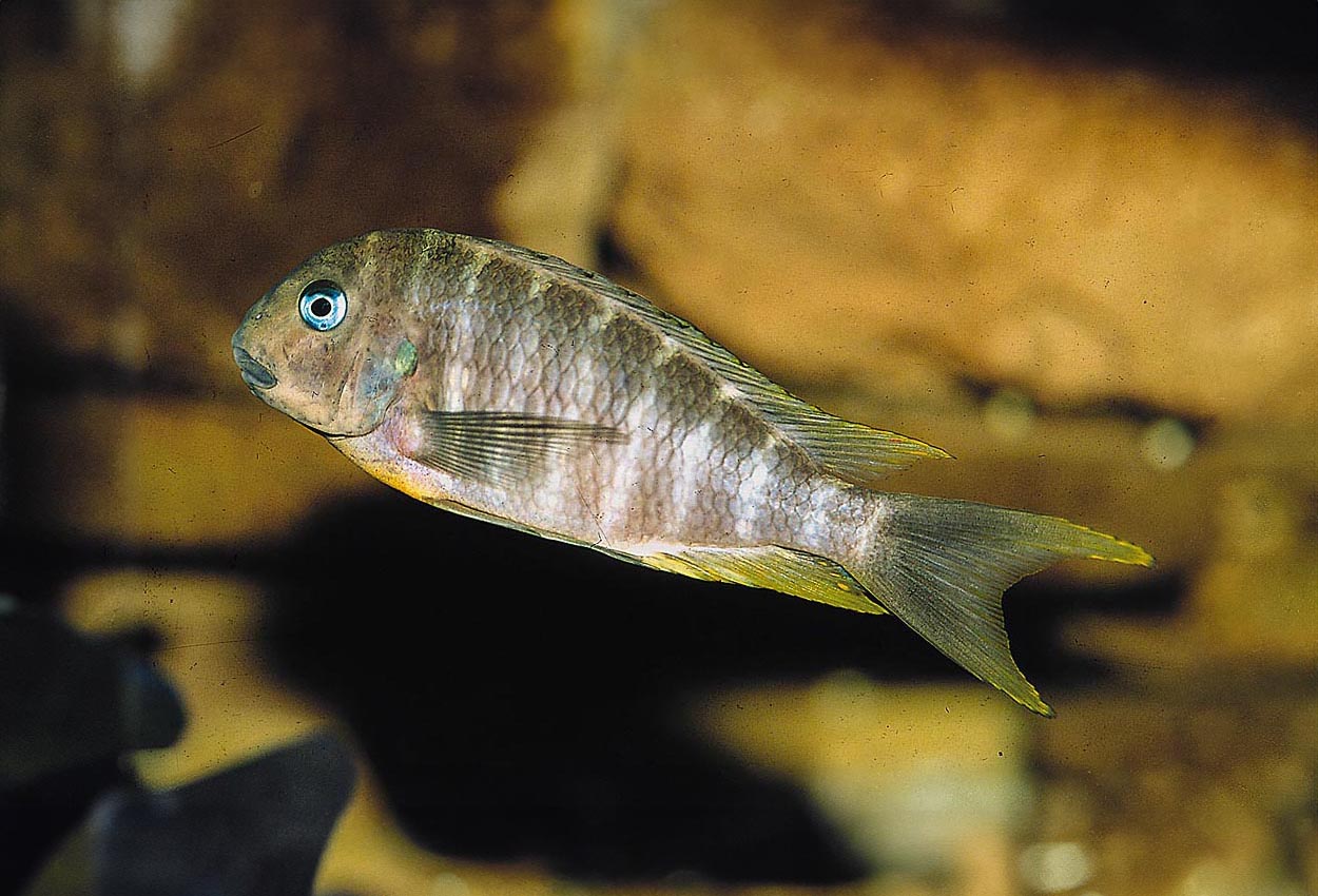 Tropheus annectens, Bulu Point
