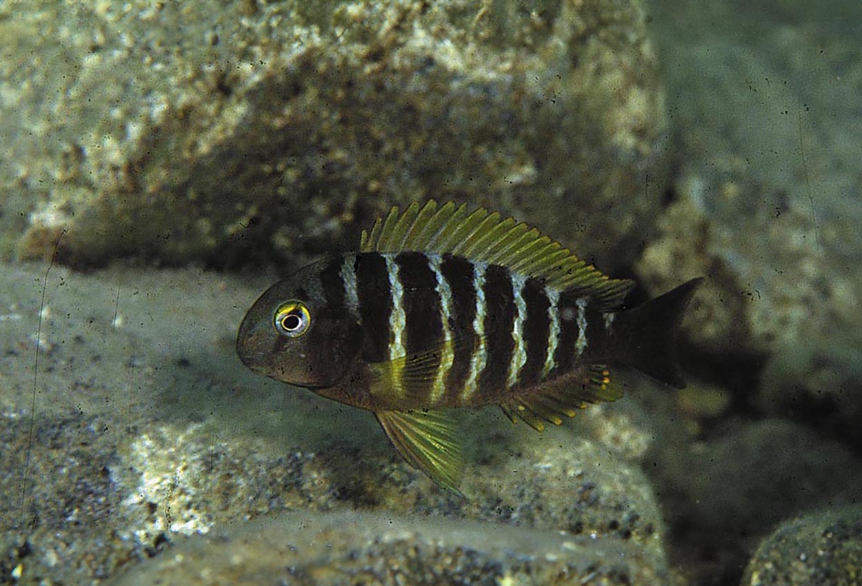 Tropheus brichardi, Kavala