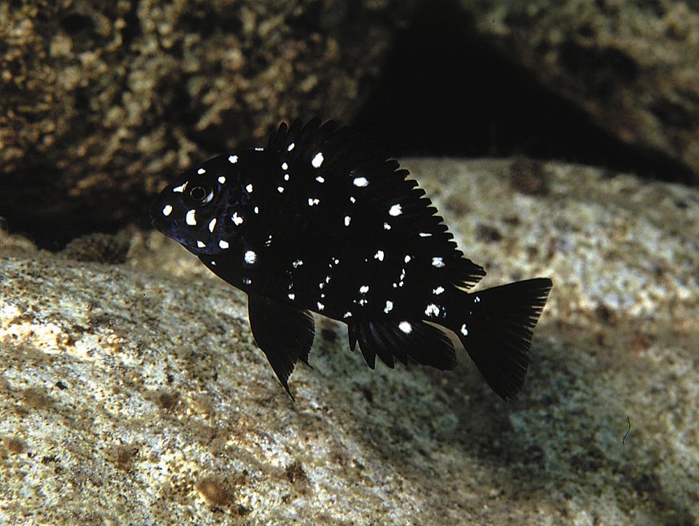 Tropheus duboisi (yngel)