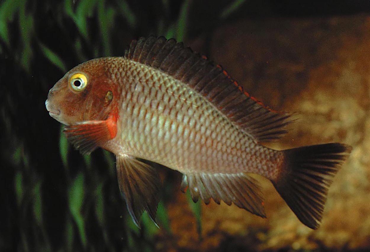 Tropheus moorii, Lufubu