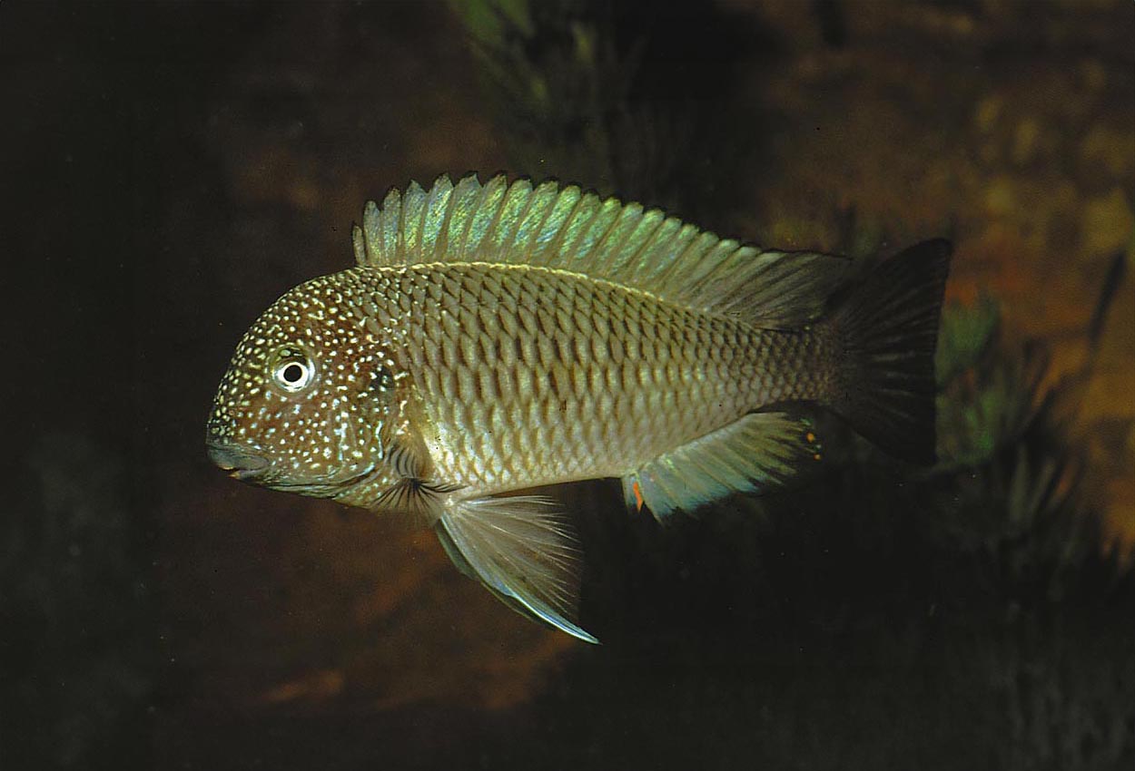 Tropheus moorii, Lusingu