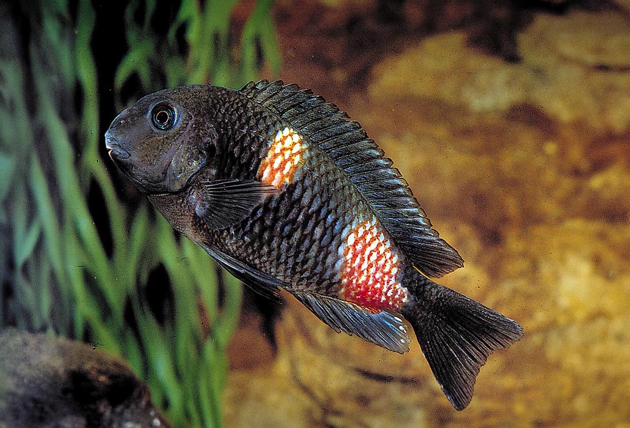 Tropheus sp. "black", Mabilibili