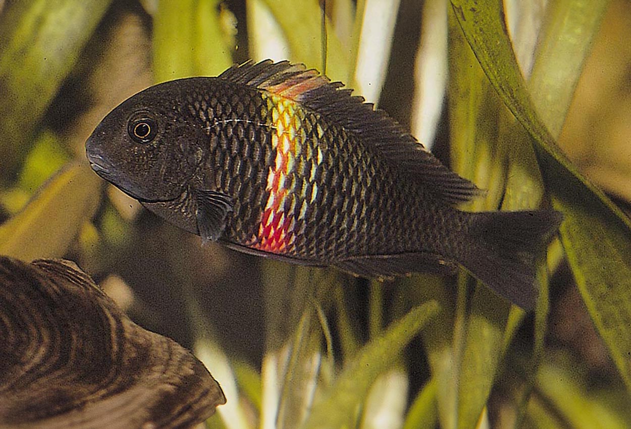 Tropheus sp. "black", Magara