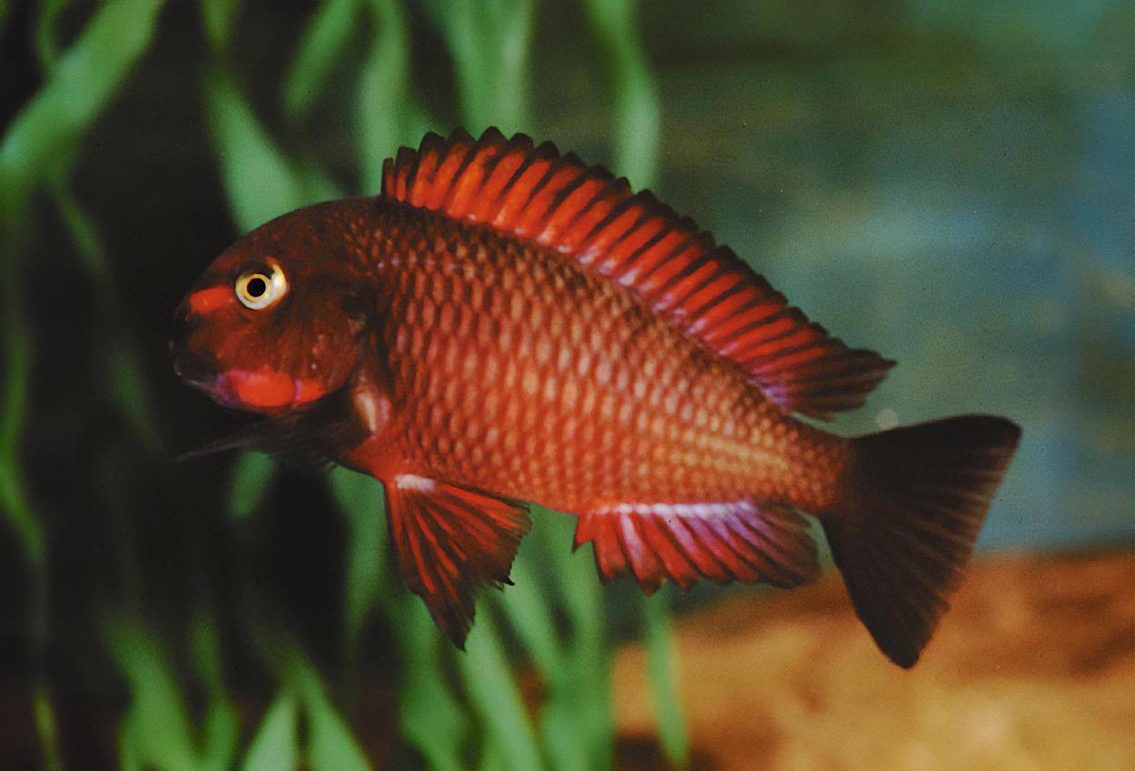 Tropheus sp. "red", Chimba