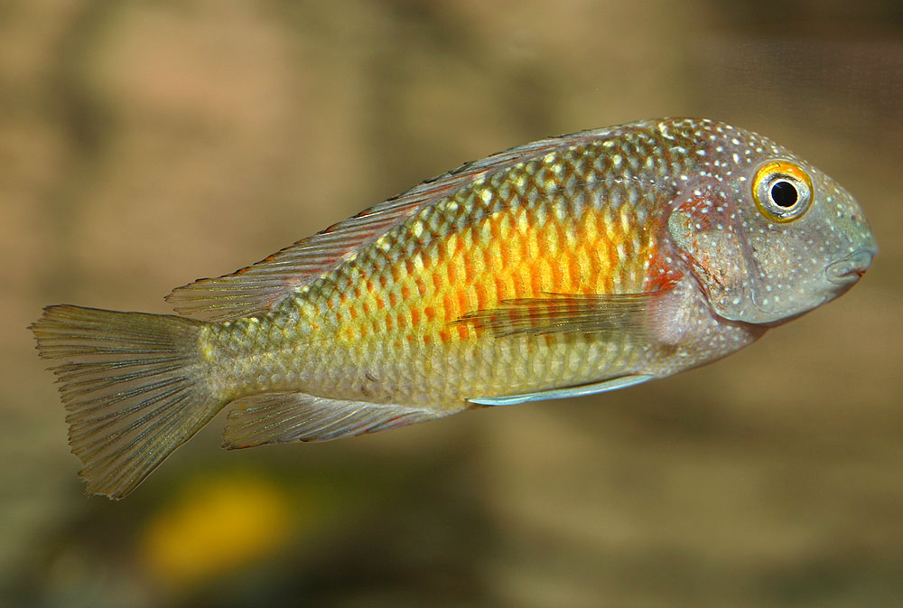 Tropheus moorii, Kasakalawe 