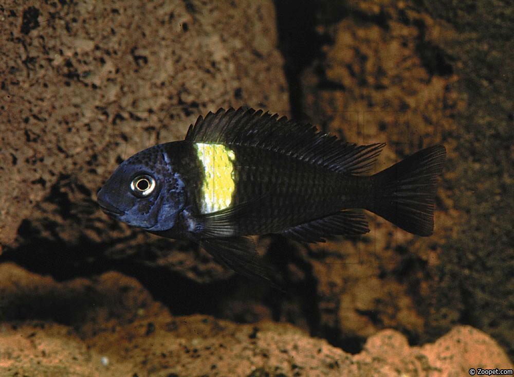 Tropheus duboisi, Mazwa