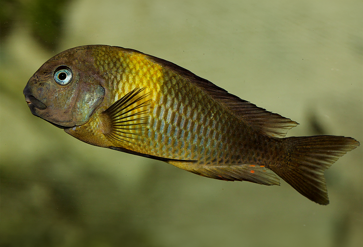 Tropheus sp. 'viridescens', Maswa