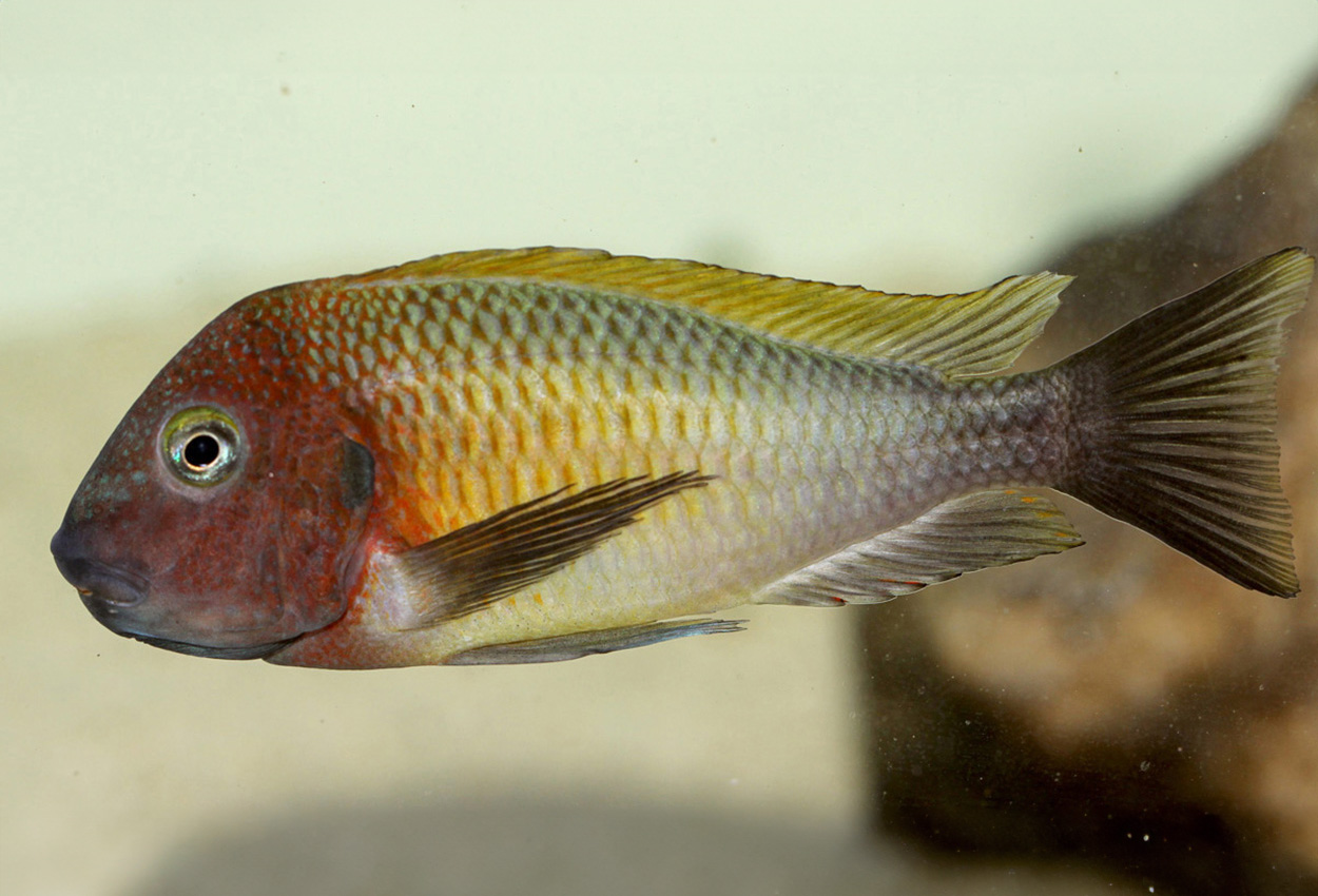 Tropheus moorii, Linangu