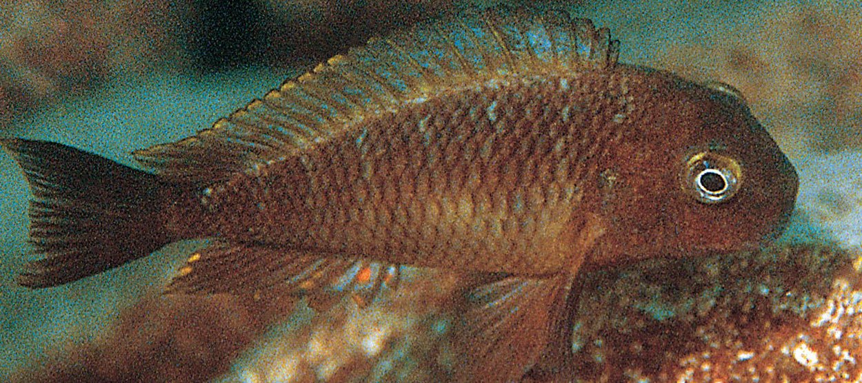 Tropheus moori, Kala