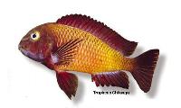Tropheus moorii, Chilanga, Nkamba Bay