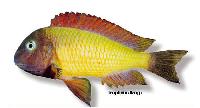Tropheus moorii, Ilangi
