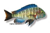 Tropheus moorii, Chaitika