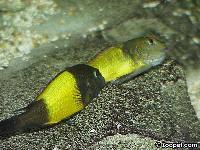Tropheus sp. "ikola" (lek)