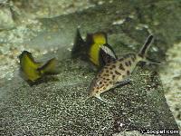 Tropheus sp. "ikola" ( lek)