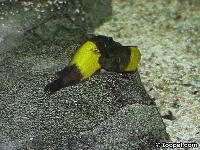 Tropheus sp. "ikola" (lek)