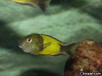 Tropheus sp. "ikola" (lek)