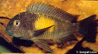 Tropheus moorii, Kasakalawe