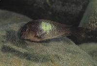 Tropheus moorii, Kapampa