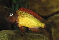 Tropheus moorii, Nkamba
