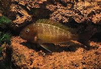 Tropheus moorii, Nangu