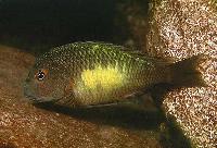 Tropheus moorii, Isanga