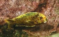 Tropheus moorii, Isanga (golden kalambo)
