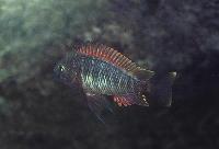 Tropheus moorii, Muzi