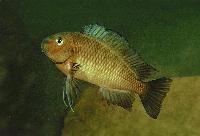 Tropheus moorii, Lyamembe
