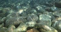 Tropheus brichardi, Katonga (biotop)