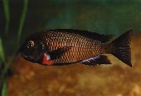 Tropheus sp. "red", Kiku