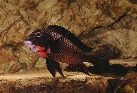 Tropheus sp. "red", Lupota