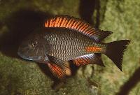 Tropheus sp. "red", Kipimbi