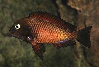 Tropheus sp. "red", Chilanga