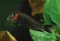 Tropheus sp. "black", Caramba