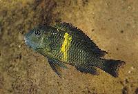 Tropheus sp. "black", Mboko