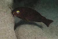 Tropheus brichardi, Cap Tembwe