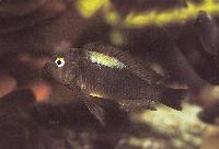 Tropheus brichardi, Nyanza