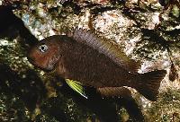 Tropheus brichardi, Karilani