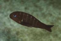 Tropheus brichardi, Kampemba