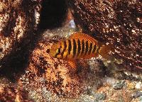 Tropheus brichardi, Ulwile (yngel)