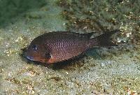 Tropheus annectens, Kekese