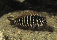 Tropheus sp. "mpimbwe", Msalaba (yngel)