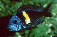 Tropheus duboisi