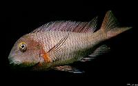 Tropheus moorii, Chaitica